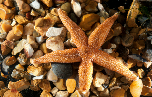 Starfish Asterias rubens. Credit: Ray Crundwell.