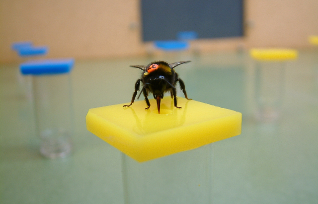 Bumblebee on artificial flower. Credit: Tom Ings