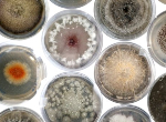 Fungal cultures on petri dishes. Credit: Rowena Hill