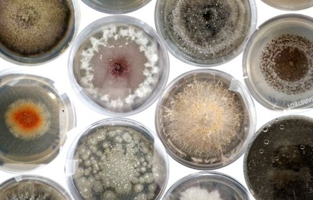 Fungal cultures on petri dishes. Credit: Rowena Hill