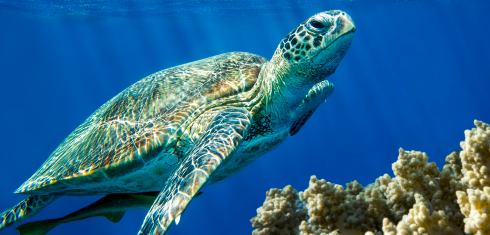 Loggerhead sea turtle Caretta caretta. Credit:mirecca/iStock.com