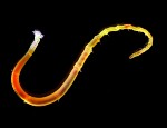 The worm for which the researchers sequenced the genome