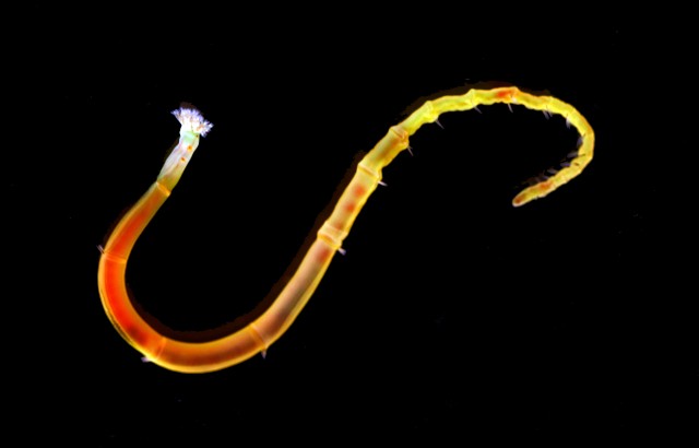 The worm for which the researchers sequenced the genome