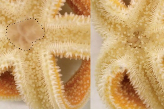 Scientists discover chemical signals in starfish that stop them eating