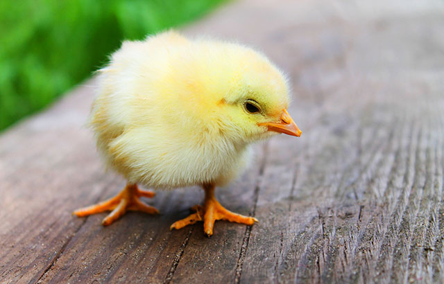 A chick. Credit: Pixabay.