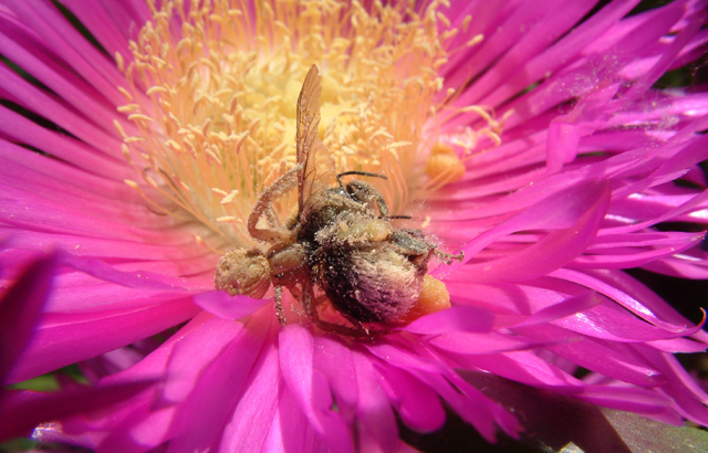 A bumblebee is caught in the fangs of a crab spider while foraging for food.