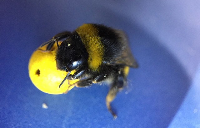 Bee holding a mini-ball (c) Iida Loukola