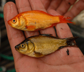 Goldfish found within the River Thames catchment