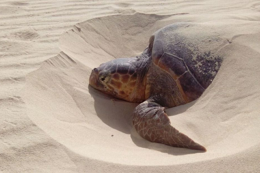 Loggerhead turtle conservation: empowering NGOs through research