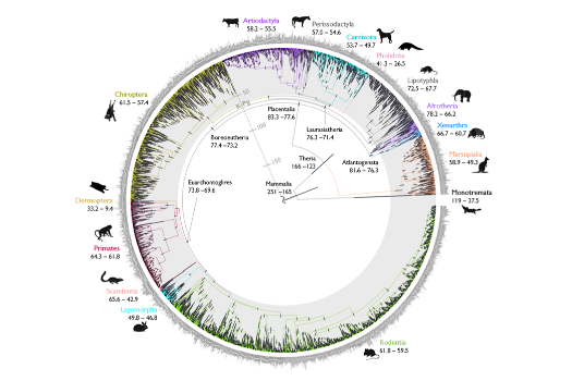 Study offers new insights into the timeline of mammal evolution