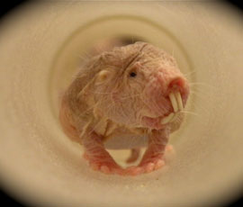 Naked Mole Rat © Chris Faulkes