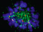 Astrin protein (green) secures microtubule-chromosome attachments.