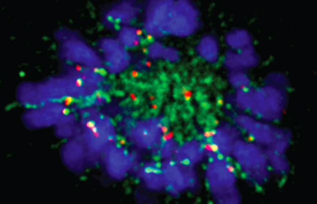 Astrin (in green) secures chromosome-microtubule attachments during cell division.