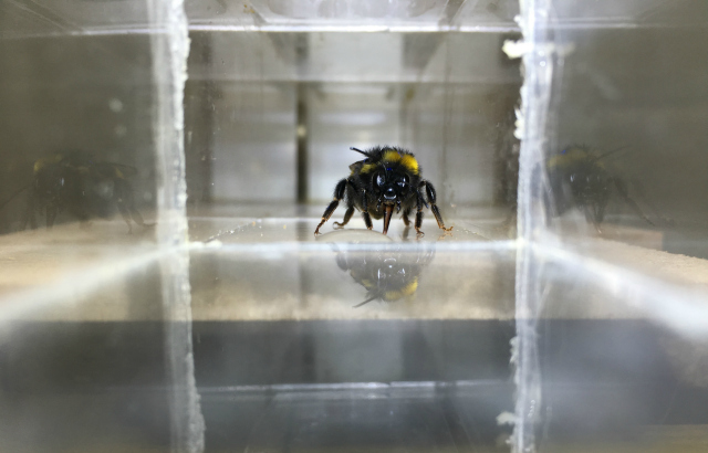 A bee drinking a droplet of sugar water. Photo: Clint J Perry