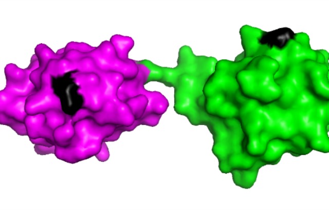 Schematic model of two linearly linked ubiquitin molecules. Credit: Koraljka Husnjak using PyMOL software