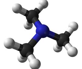 Ball-and-stick model of the trimethylamine molecule, N(CH3)3