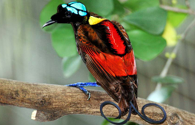 Wilson's Bird of Paradise credit: wikicommons