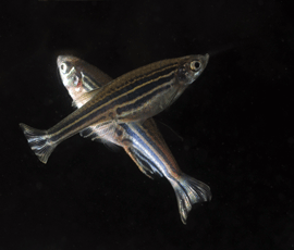Photo of zebrafish taken by Ray Crundwell at Queen Mary.