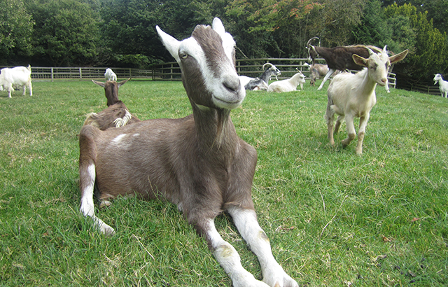 Goats at Buttercups Sanctuary (c) Elodie Briefer 
