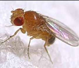 Scientists explored the impact of light on fruit flies (pictured)