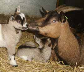 A mother and kid goat at White Post Farm. Photo taken by Dr Elodie Briefer.