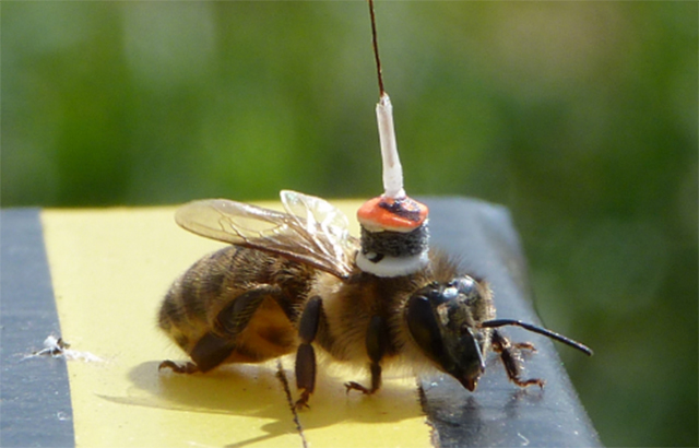 Honeybee with radar transponder credit: S. Wolf