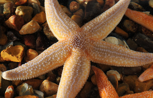 Common European starfish credit: Ray Crundwell