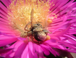 A bumblebee is caught in the fangs of a crab spider while foraging for food.