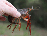 Louisiana red swamp crayfish