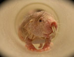 Naked Mole Rat © Chris Faulkes