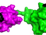 Schematic model of two linearly linked ubiquitin molecules. Credit: Koraljka Husnjak using PyMOL software