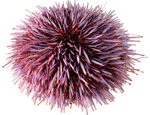 Sea urchins could hold the key to youth