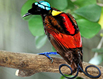 Wilson's Bird of Paradise credit: wikicommons