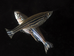 Photo of zebrafish taken by Ray Crundwell at Queen Mary.