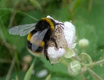 Bumblebee (bombus terrestris) © Nigel Raine