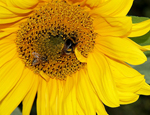 A bumblebee and honeybee © A. Jaithirtha