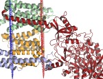 The human gamma-secretase protein complex solved by cryo-electron microscopy, containing nicastrin (red), presenilin-1 (orange), PEN-2 (blue), and APH-1 (green).(c) Opabinia regalis CC BY-SA 3.0