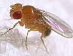 Scientists explored the impact of light on fruit flies (pictured)