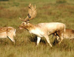 Male fallow deer male groaning. © Dr Trent Garner