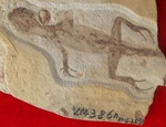 Fossil of a young lizard with skin and scale impressions preserved