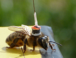 Honeybee with radar transponder credit: S. Wolf