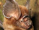 Ridley's leaf-nosed bat (Image copyright Matt Struebig)