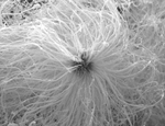 Sea Urchin nanoparticle 