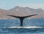 Blue whale (Image copyright Diane Gendron)