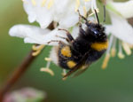 Bombus terrestris worker foraging for pollen on winter flowering honeysuckle (Credit: Dr Thomas Ings)