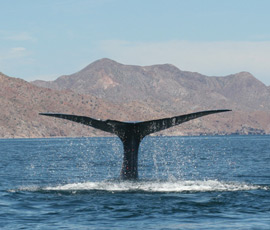 Blue whale (Image copyright Diane Gendron)