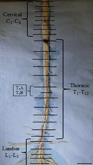 Spinal cord before analysis