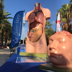A model of the inside of a human body sits next to a Queen Mary banner under a blue sky and palm trees