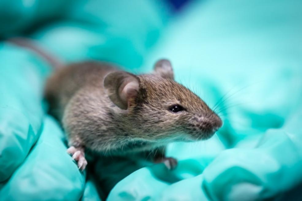 A laboratory mouse in a pair of green gloved hands