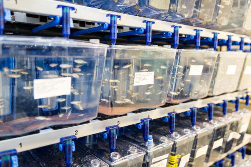 Fish tanks in Biological Sciences Unit